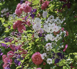 abundant healthy summer flowers