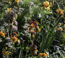 small garden planting design example