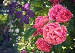 Summer flowering garden