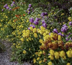 spring flower border mixed planting design
