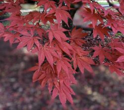 autumn colours