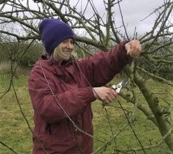 winter garden pruning