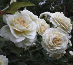 Rose pruning
