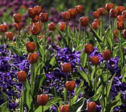 spring bulbs in flower