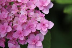 Hydrangea clay soil cottage garden