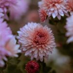 Autumn flowering plants