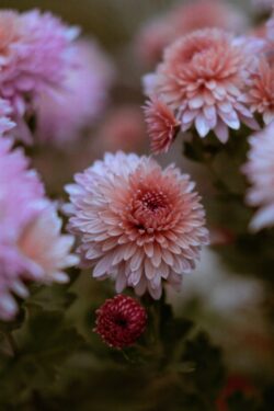 Autumn flowering plants
