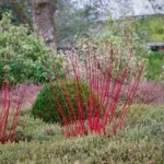 colourful winter interest garden