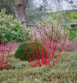 colourful winter interest garden