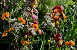 mixed colourful planting scheme border