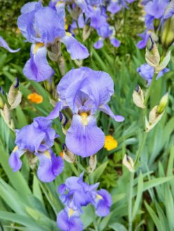 Iris bulbs in flower
