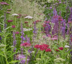 summer border full of flowers