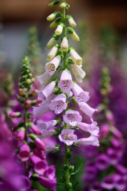 Easy plants to grow from seed