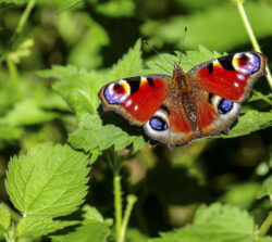 Gardens friendly to butterflies, bees and bats 