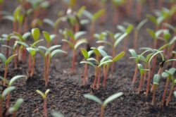 growing plants from seed