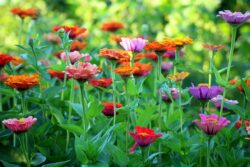 Zinnia grown from seed