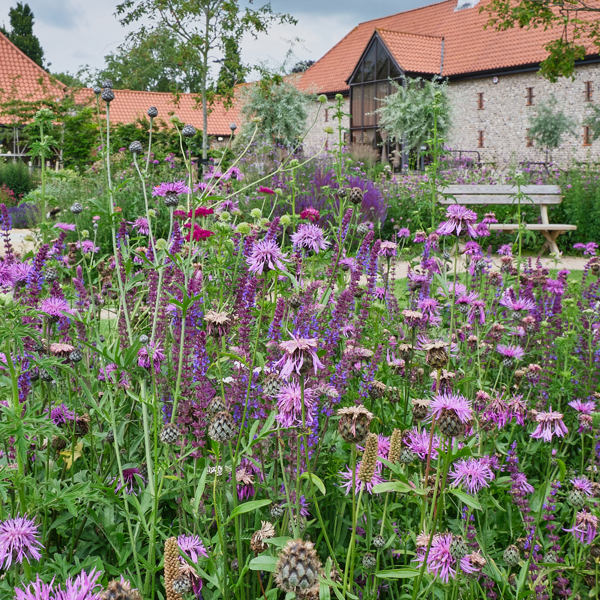 Purple prairie or meadow style plantign outside an old Sussex barn