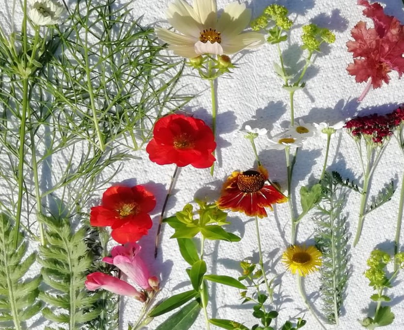 flowers ready for pressing