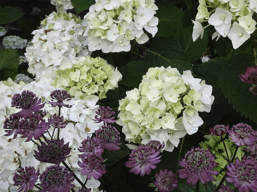 summer flowering border