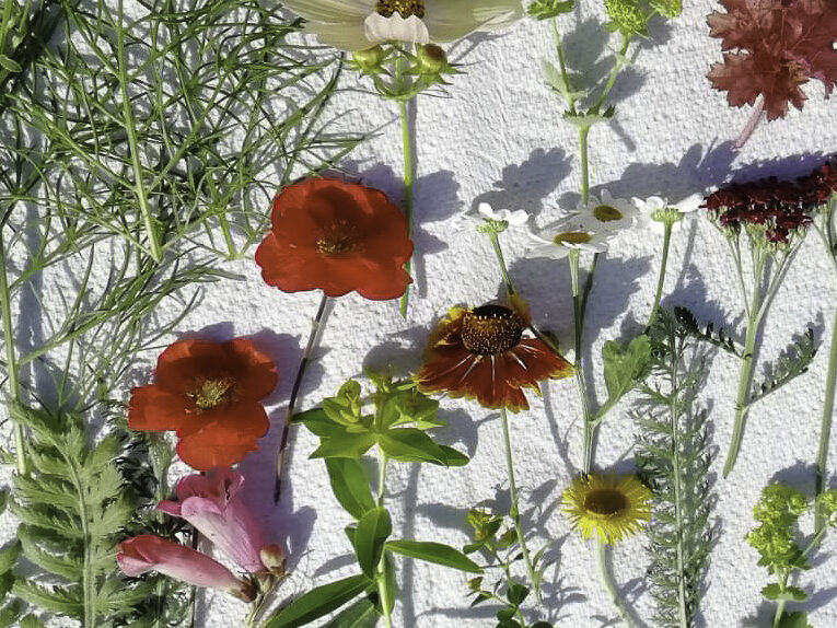 pressed flower material fresh flowers
