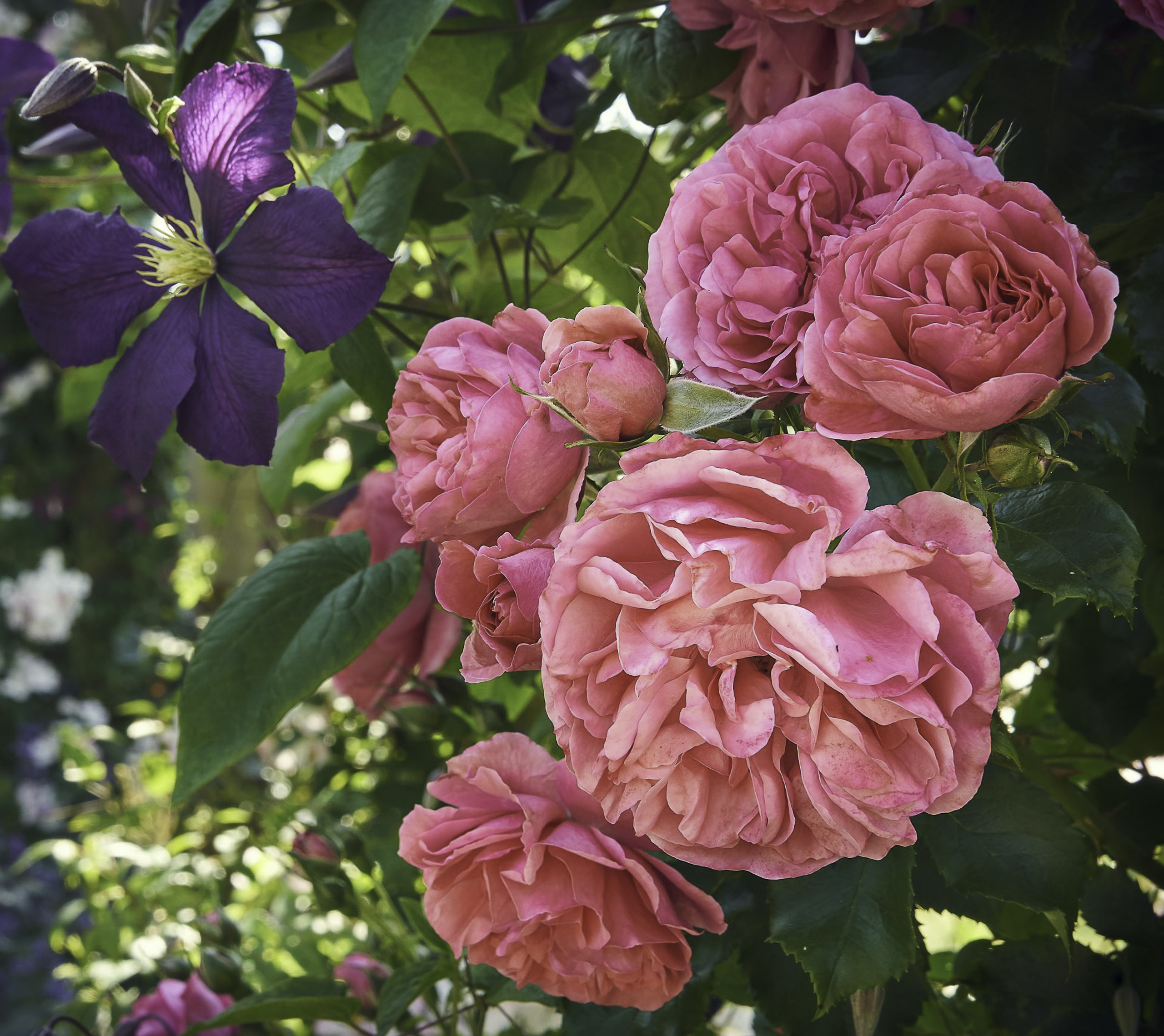Climbing roses and clematis