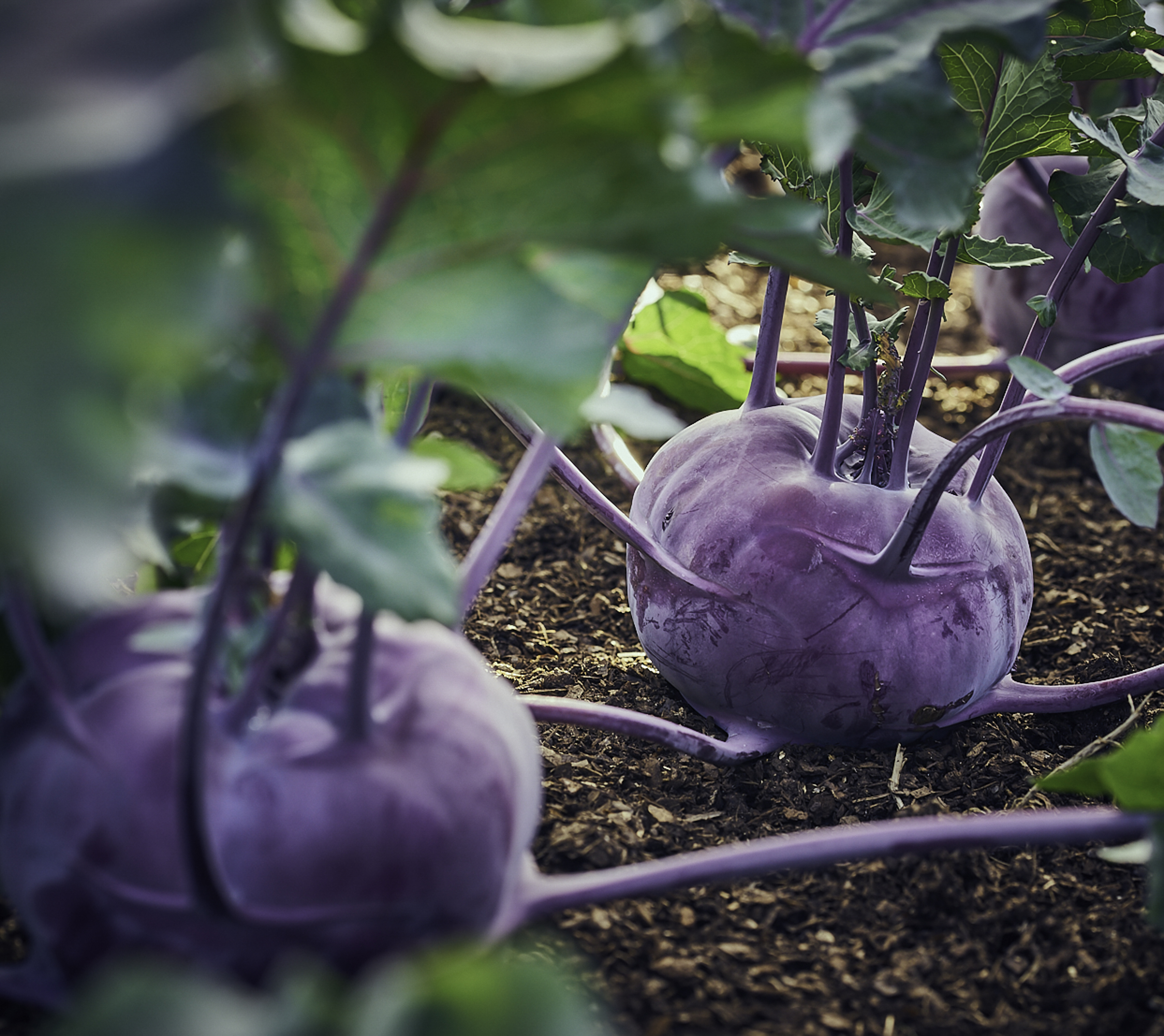 Growing Vegetables in your Garden