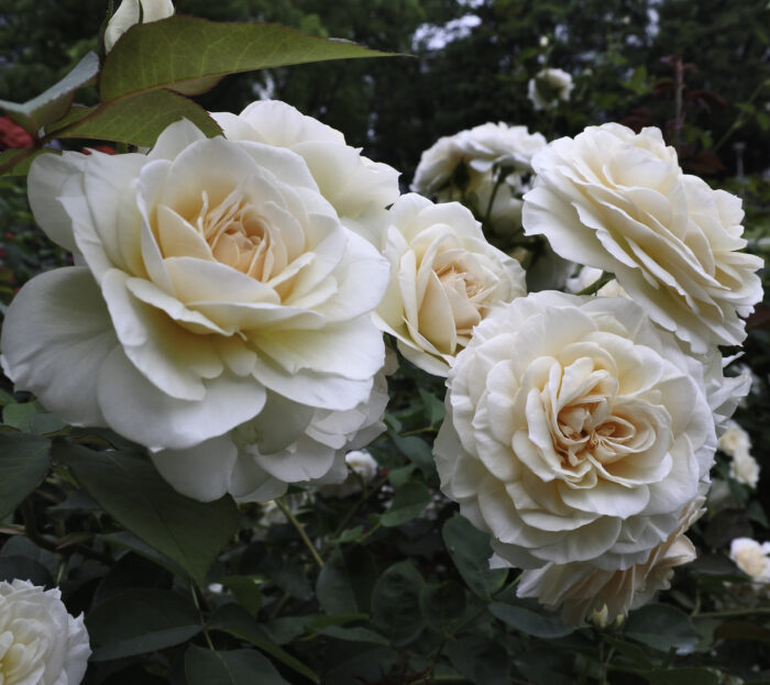 Rose pruning