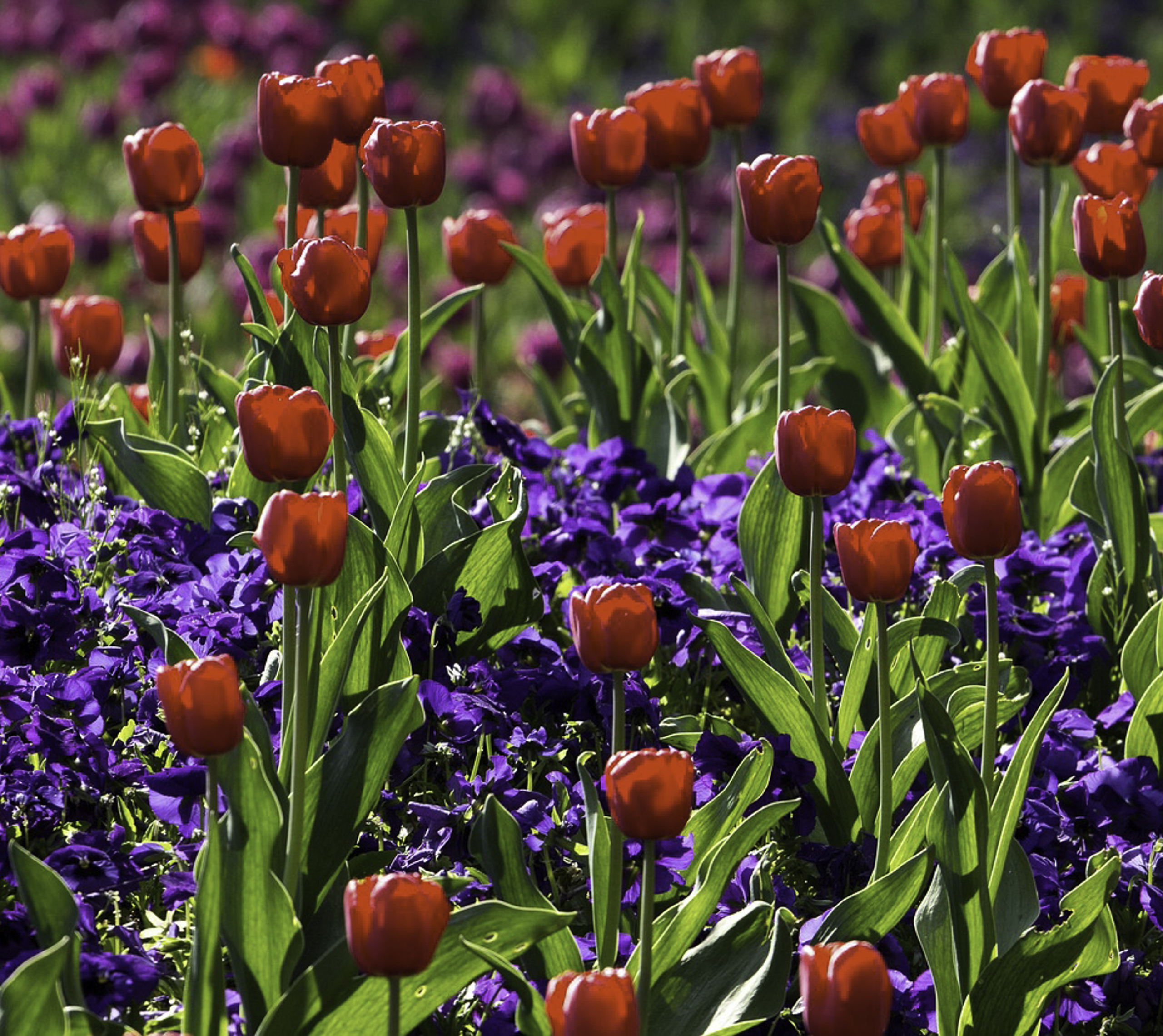 spring bulbs in flower