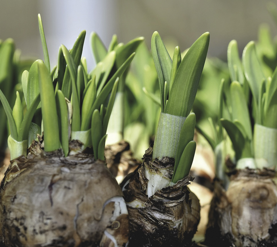 garden spring and summer bulbs