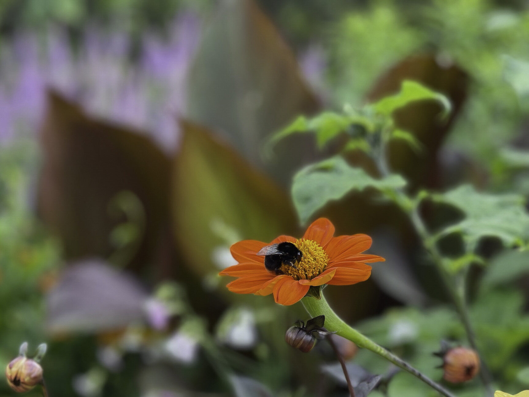 gardening for bees and wildlife